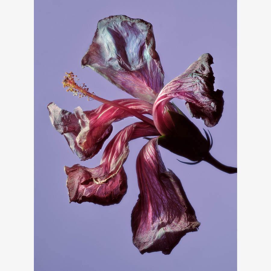 Hibiscus - Image 23