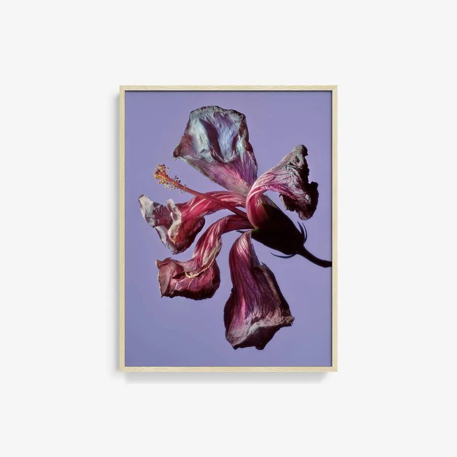 Hibiscus - Image 6