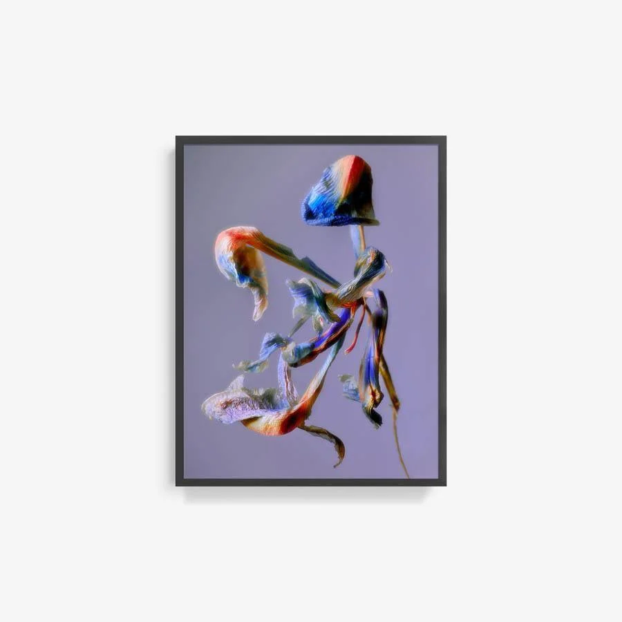 Iris - Image 15