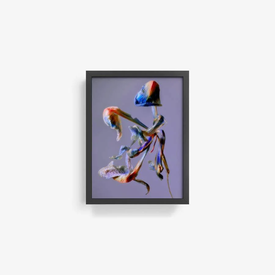 Iris - Image 22