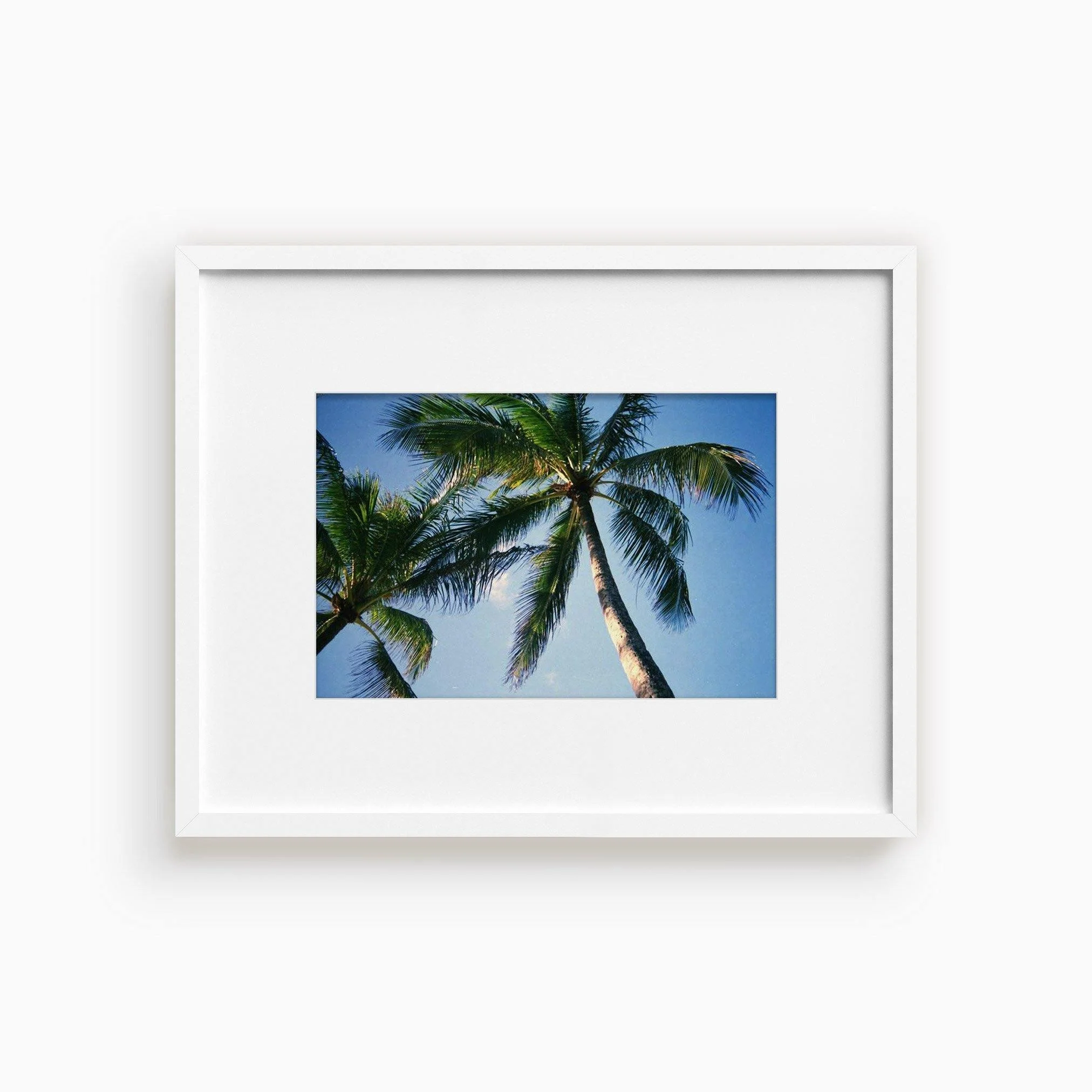 Blue Palm - Image 5