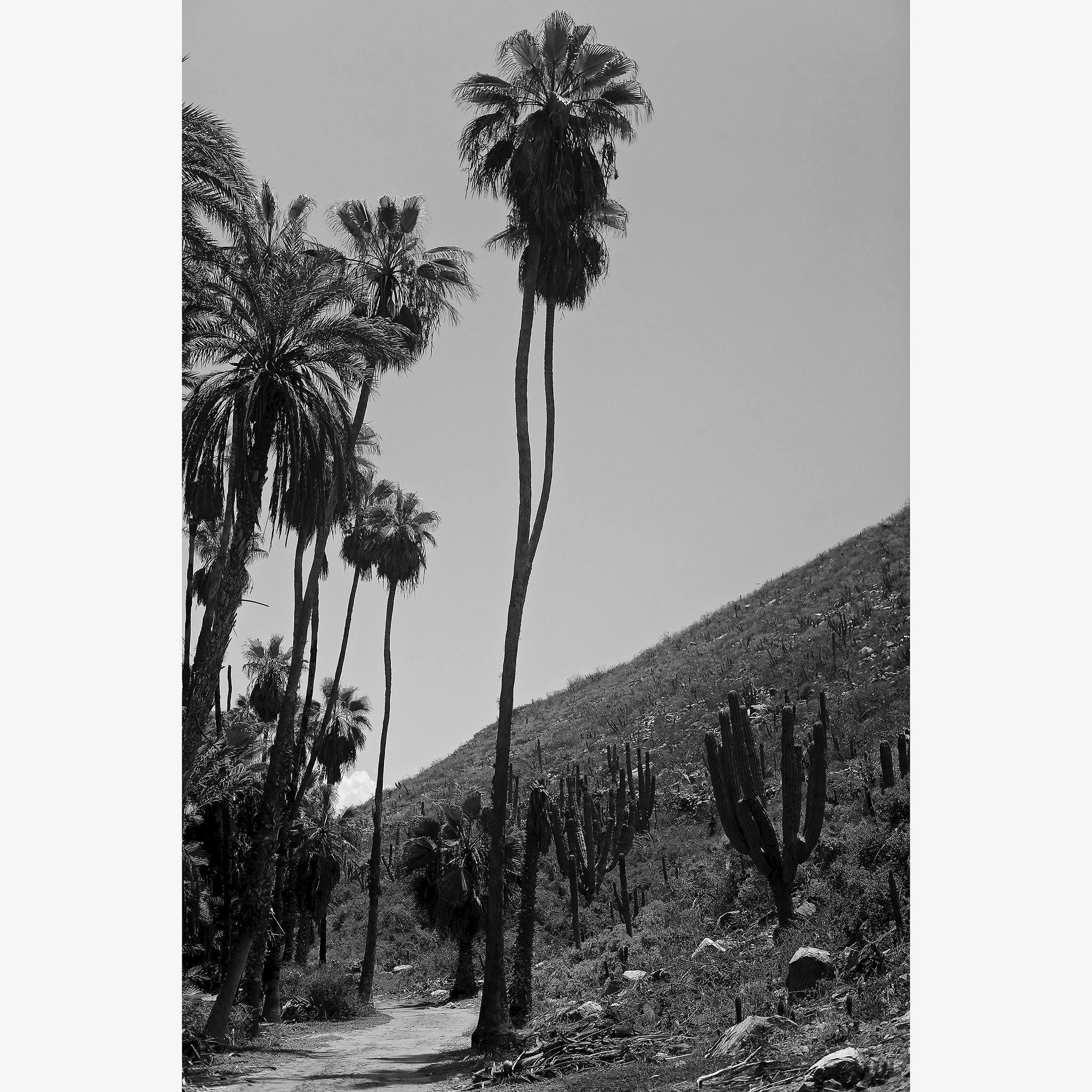 Las Palmas - Image 4