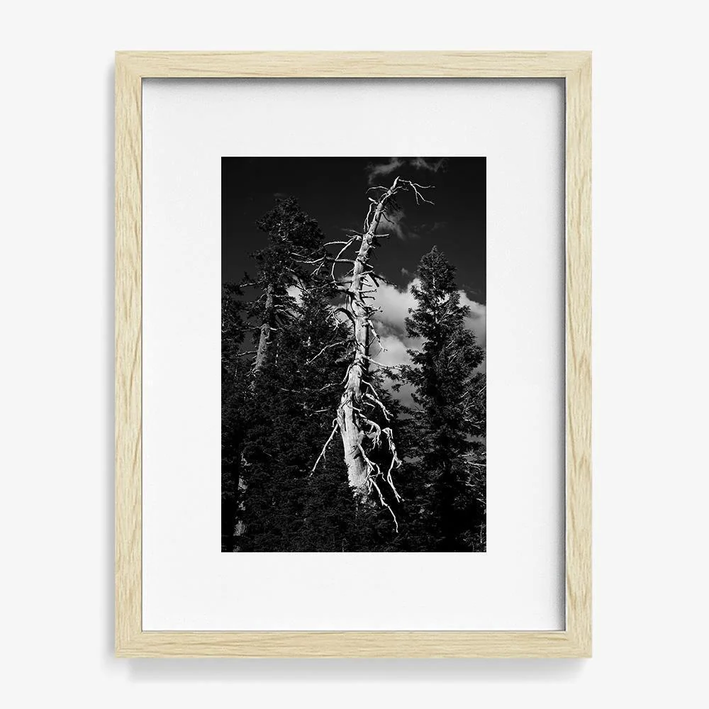 Life and Death - Image 11