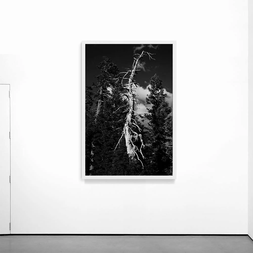 Life and Death - Image 17