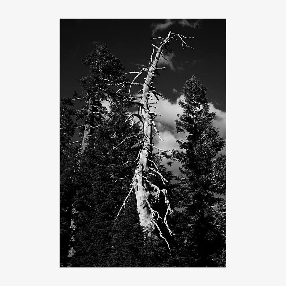 Life and Death - Image 4
