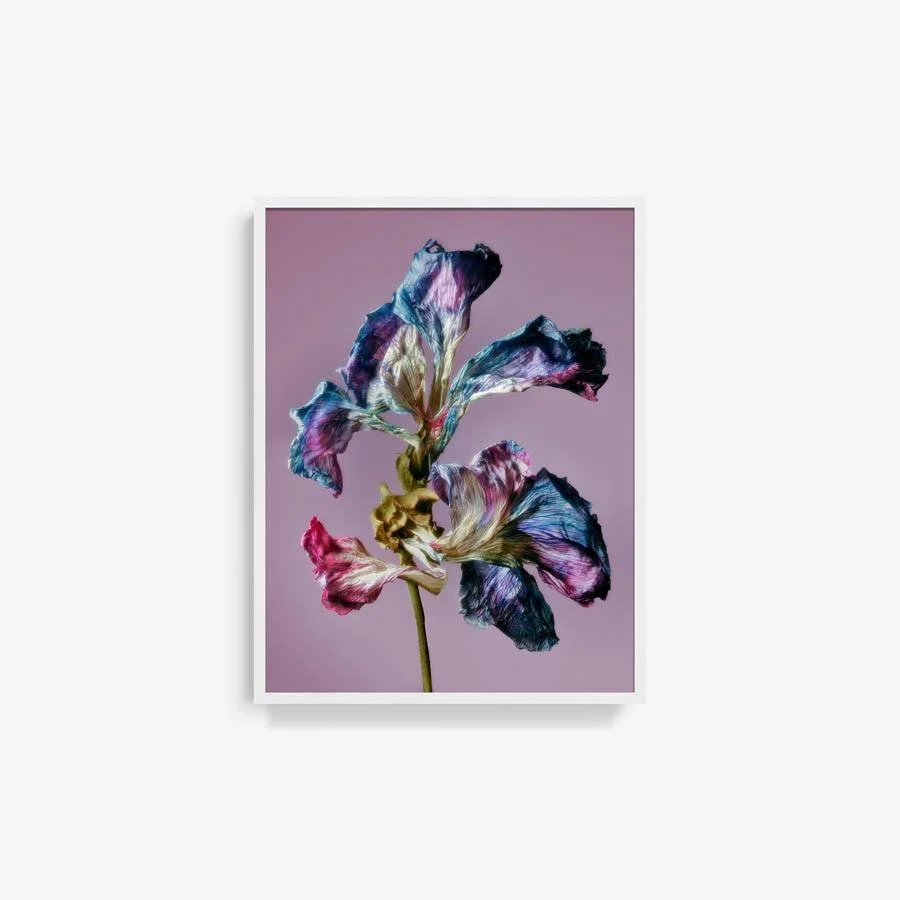 Malva - La Grande Mauve - Image 11