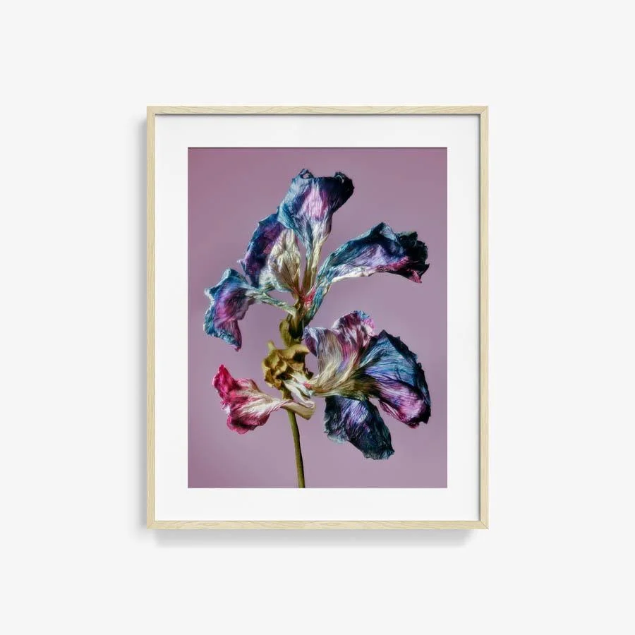 Malva - La Grande Mauve - Image 12