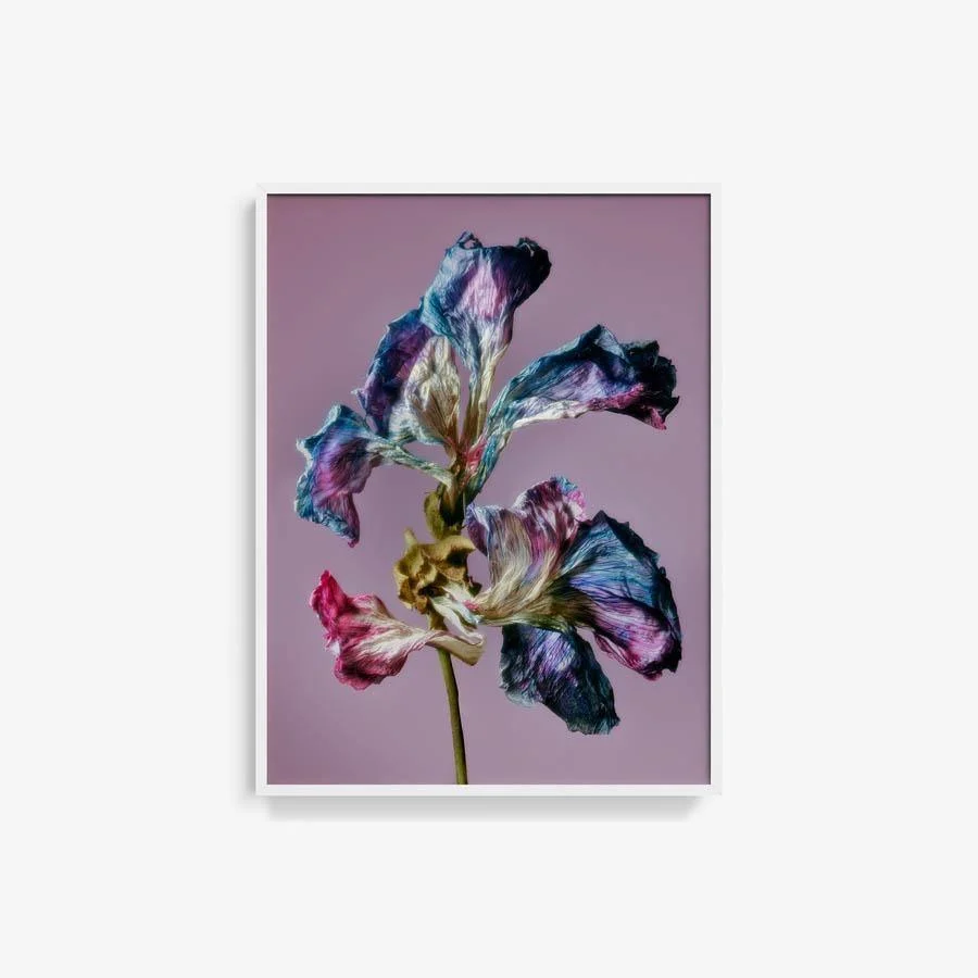 Malva - La Grande Mauve - Image 4