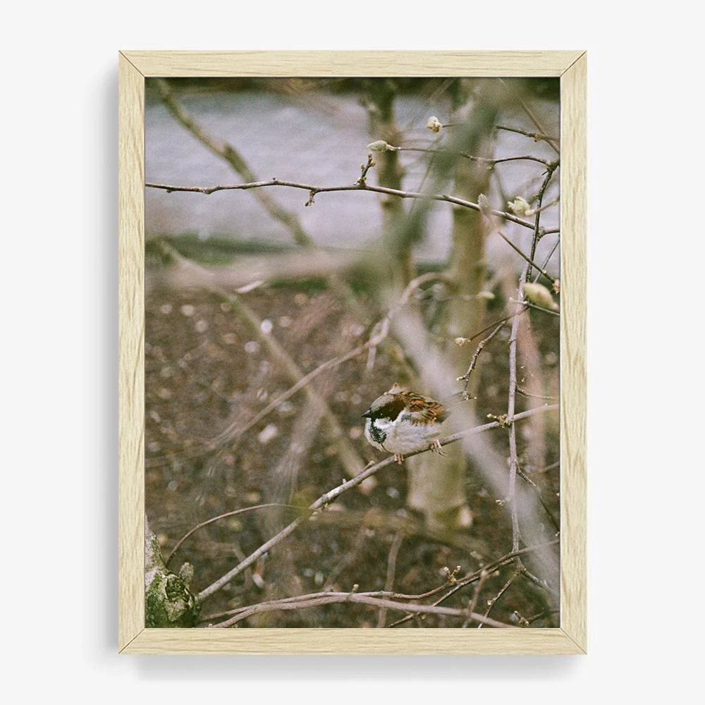 Meeting you in the form of a bird - Image 10
