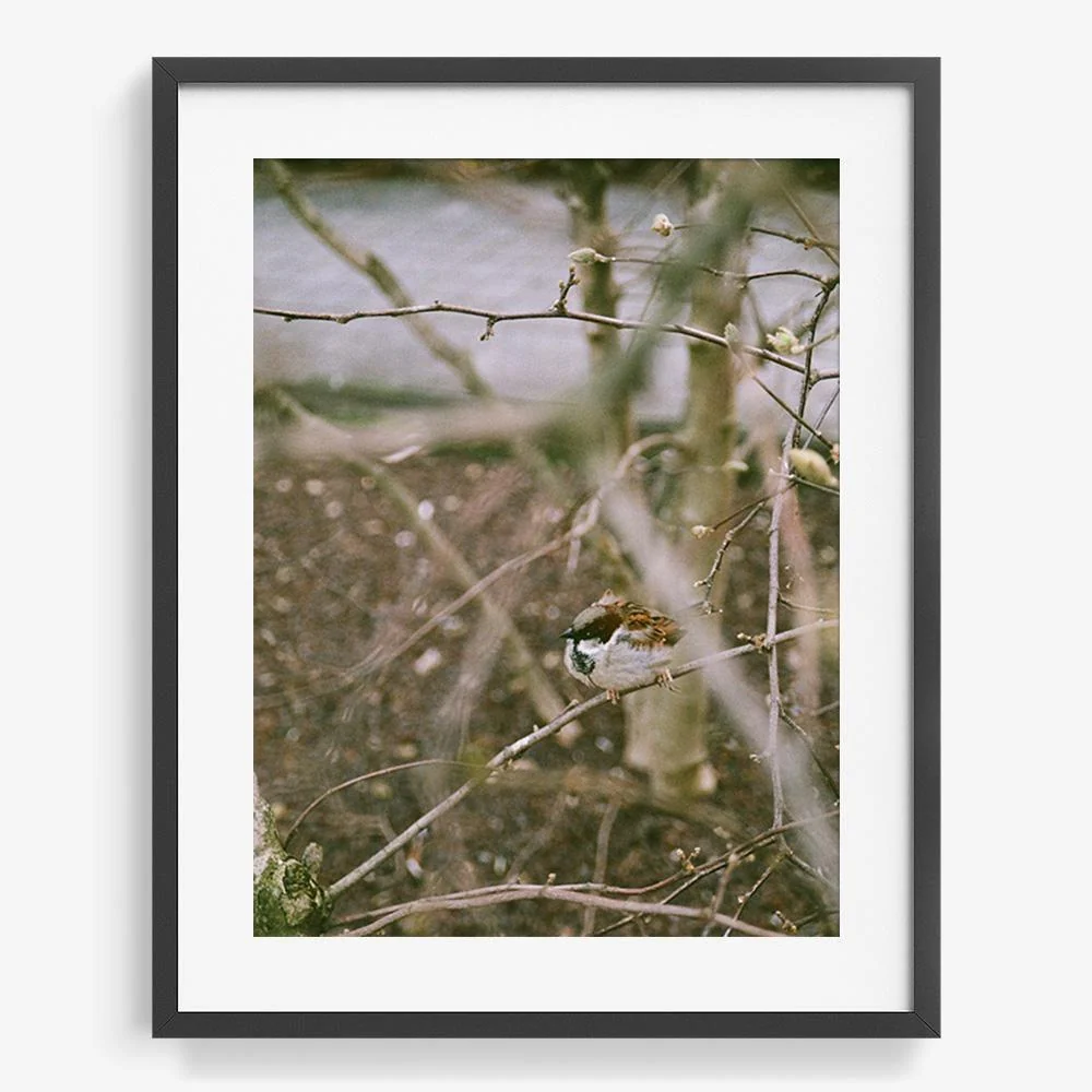 Meeting you in the form of a bird - Image 12