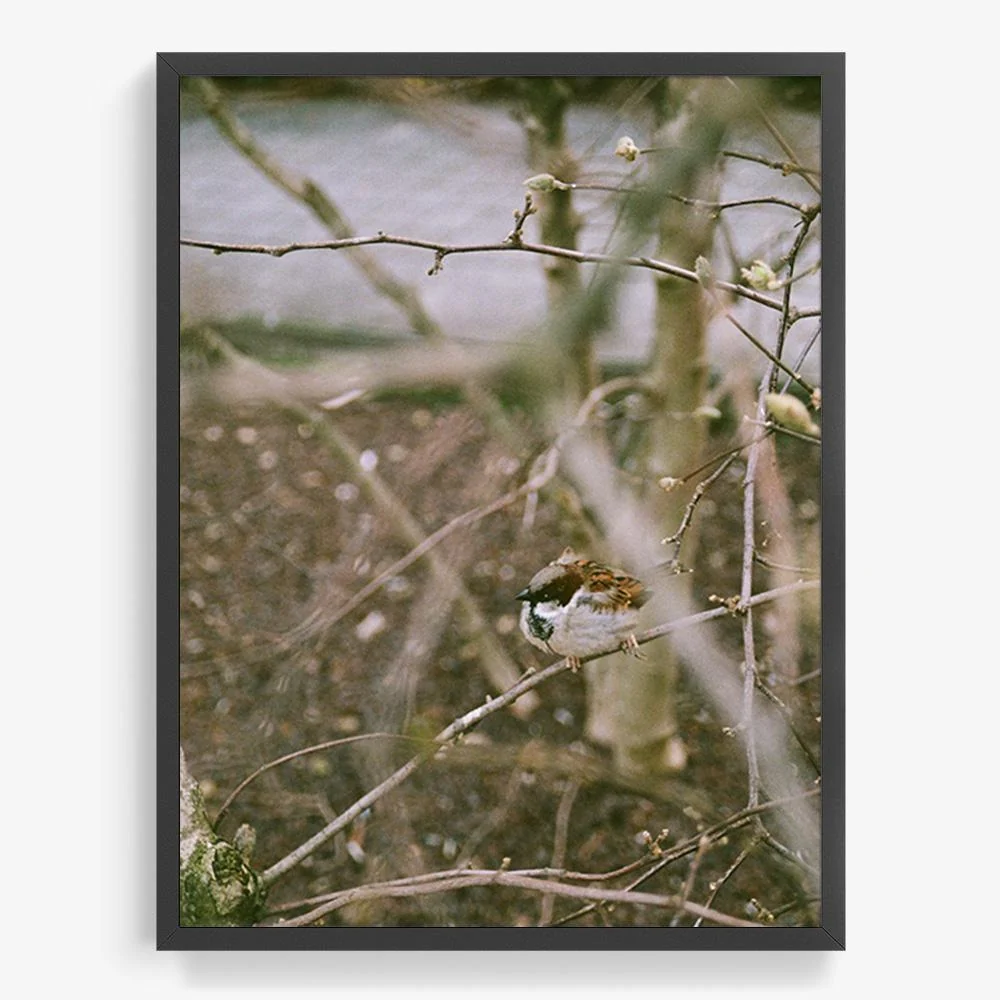 Meeting you in the form of a bird - Image 13