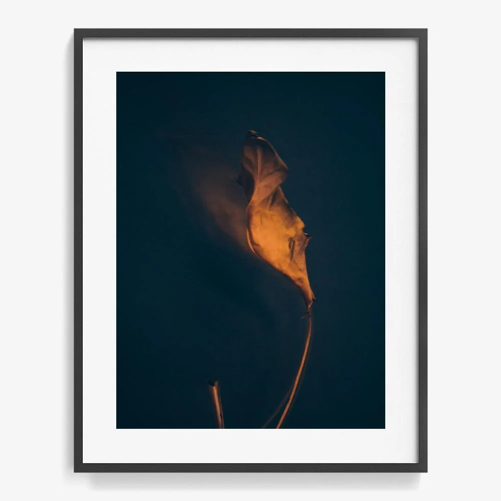 Metamorphosis 06 - Image 22