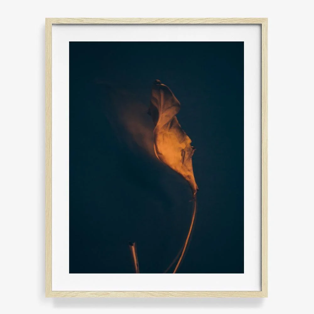 Metamorphosis 06 - Image 7