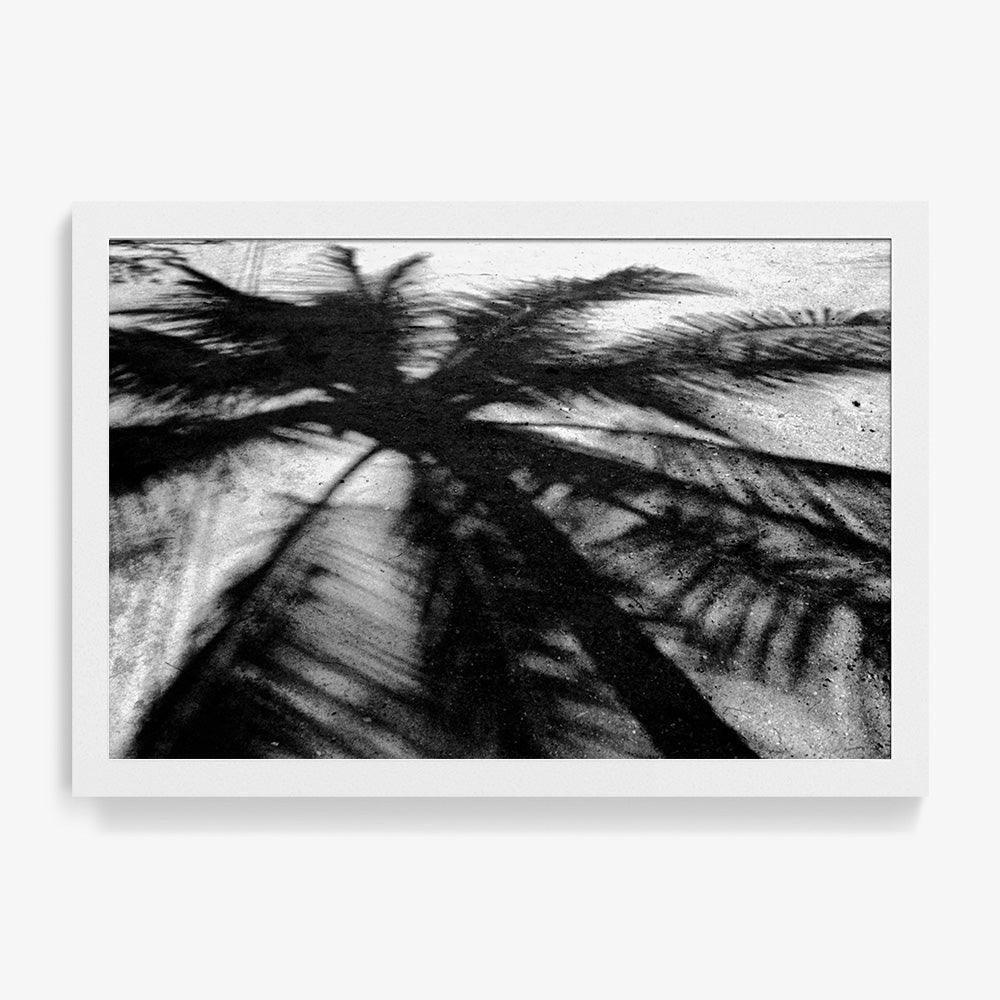 Palm Shadow - Image 6