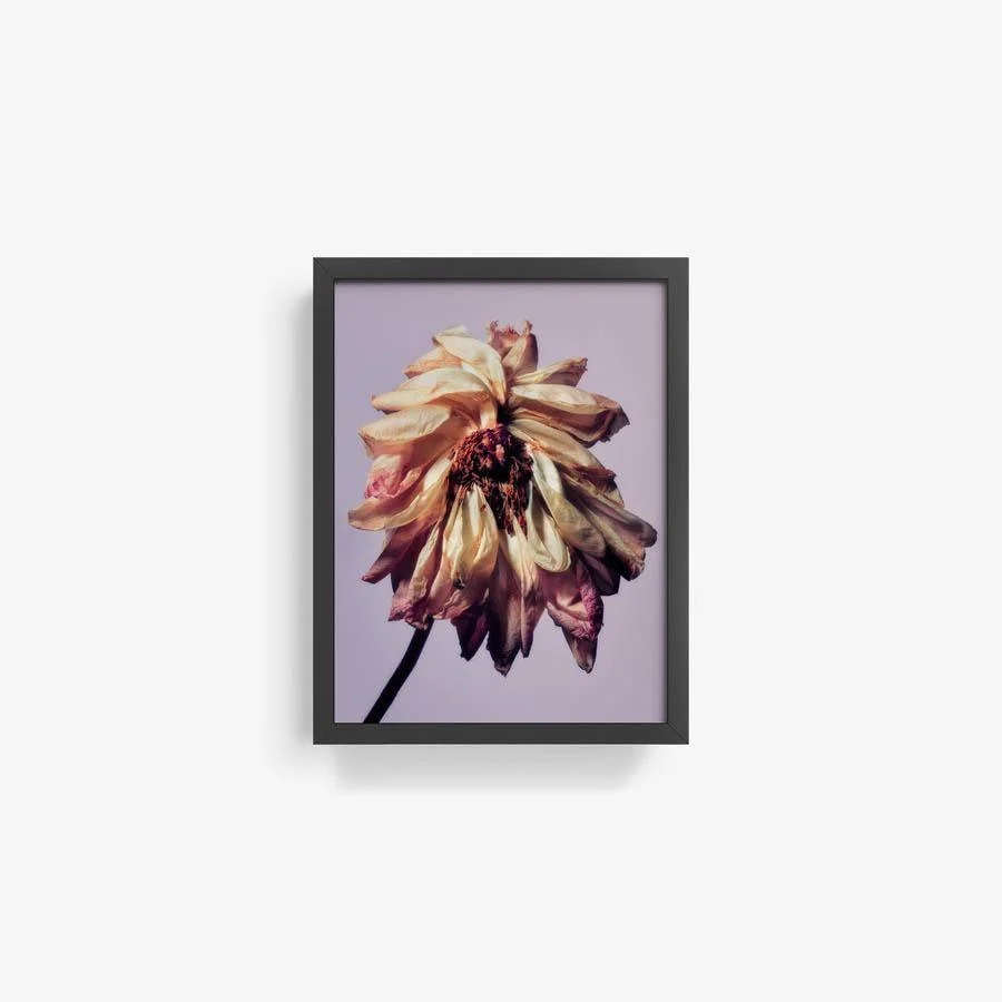 Pivoine - Image 22