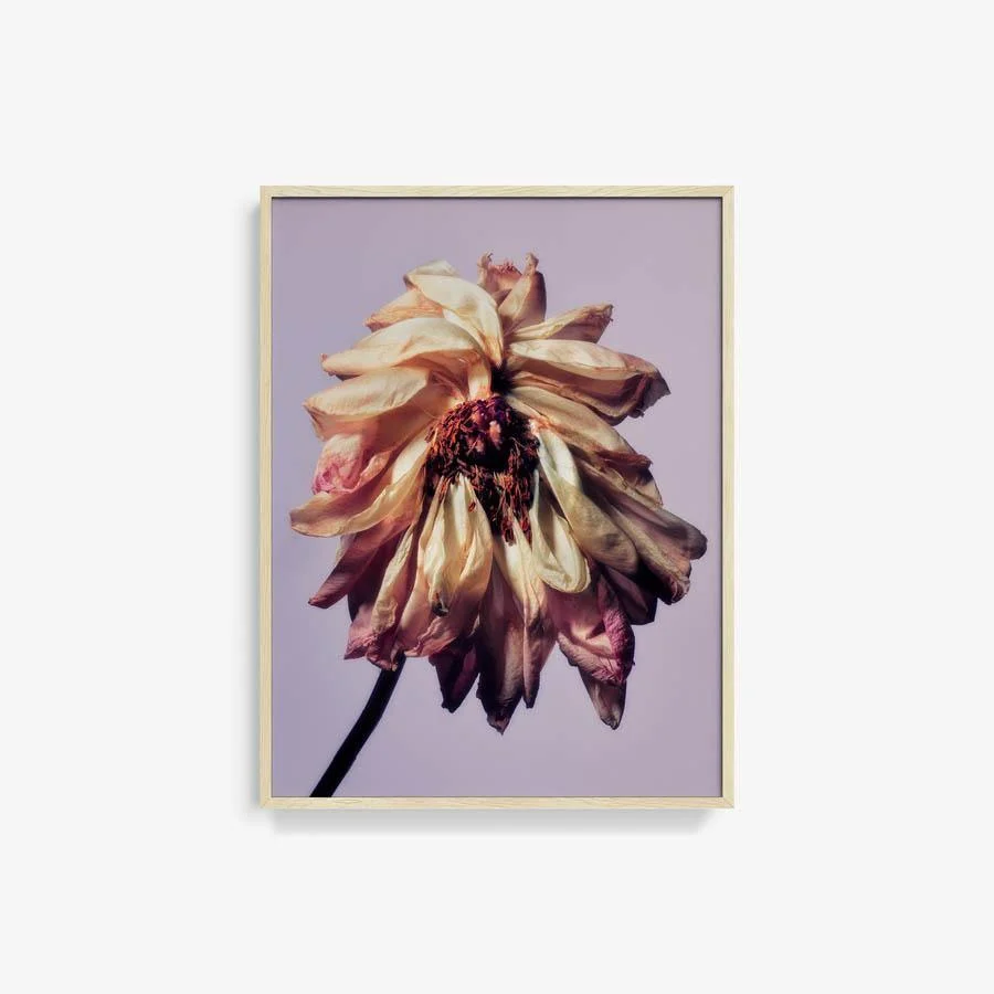Pivoine - Image 6
