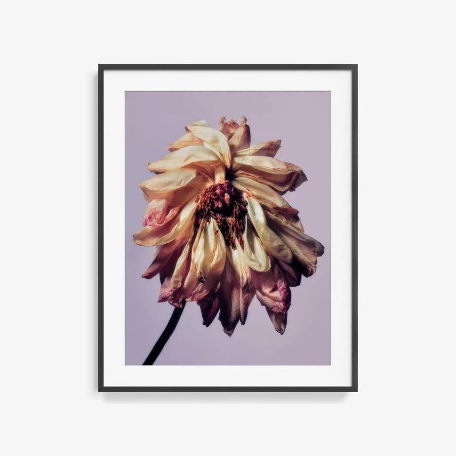 Pivoine - Image 7