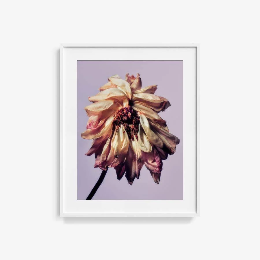 Pivoine - Image 9