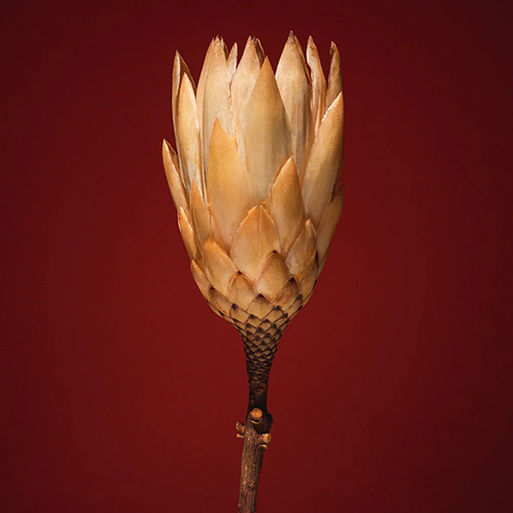 Plants from Space 03 - Image 3