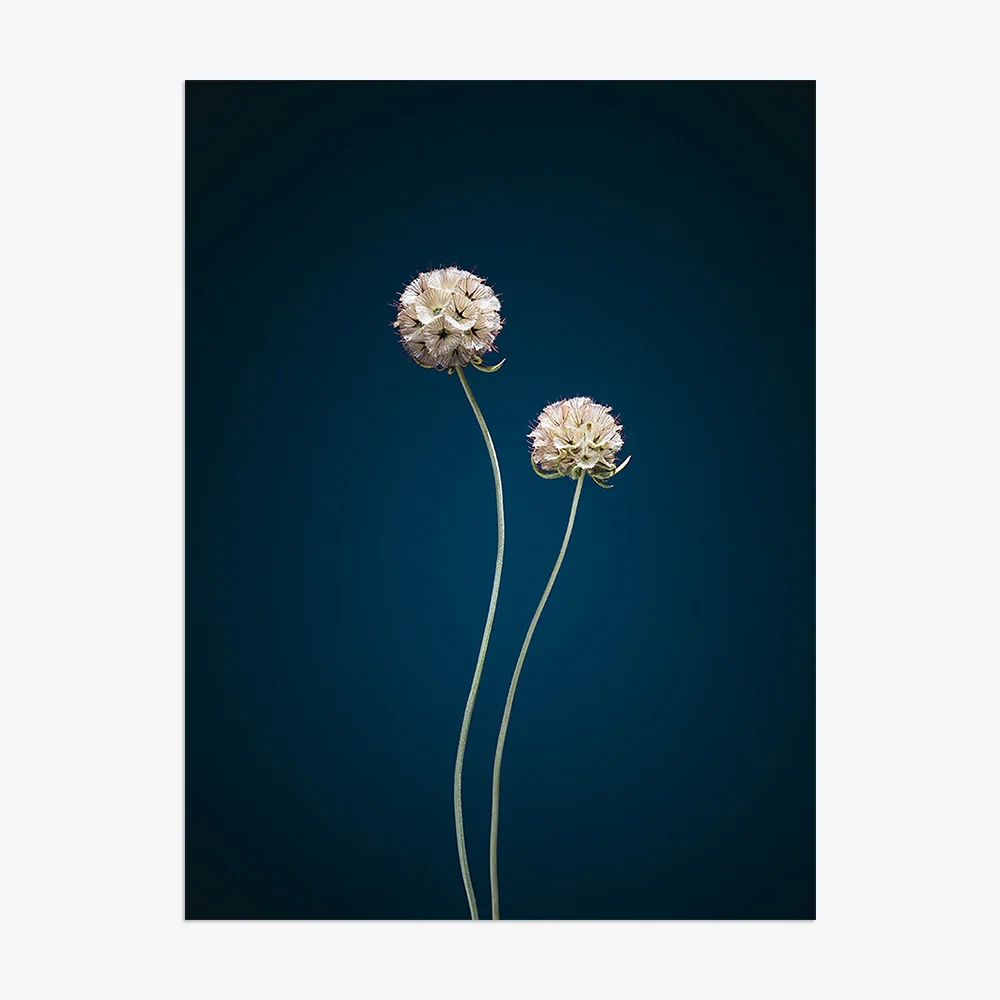 Plants from Space 07 - Image 11