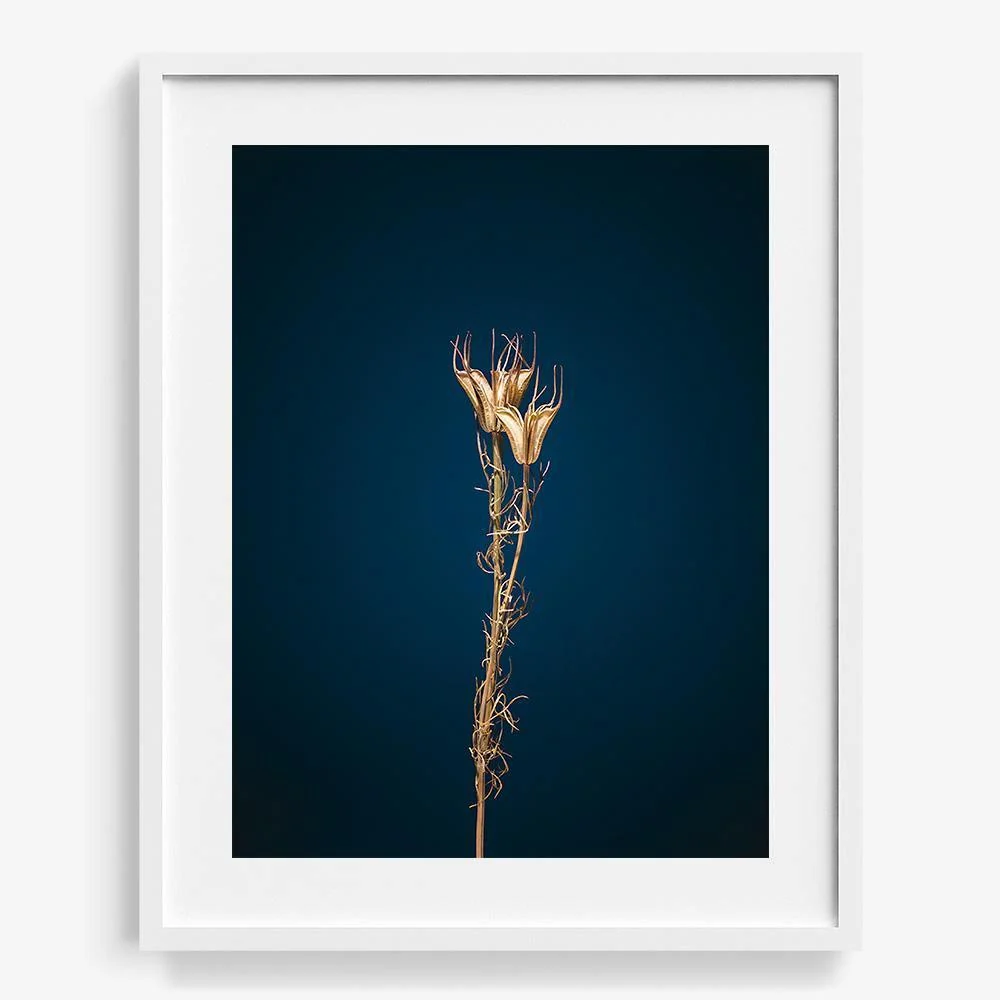 Plants from Space 09