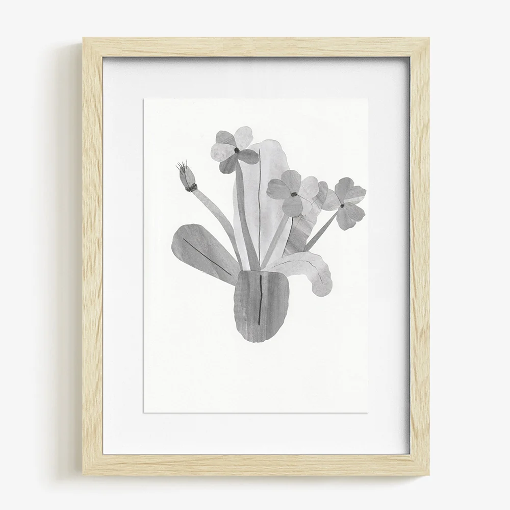 Primula - Image 5