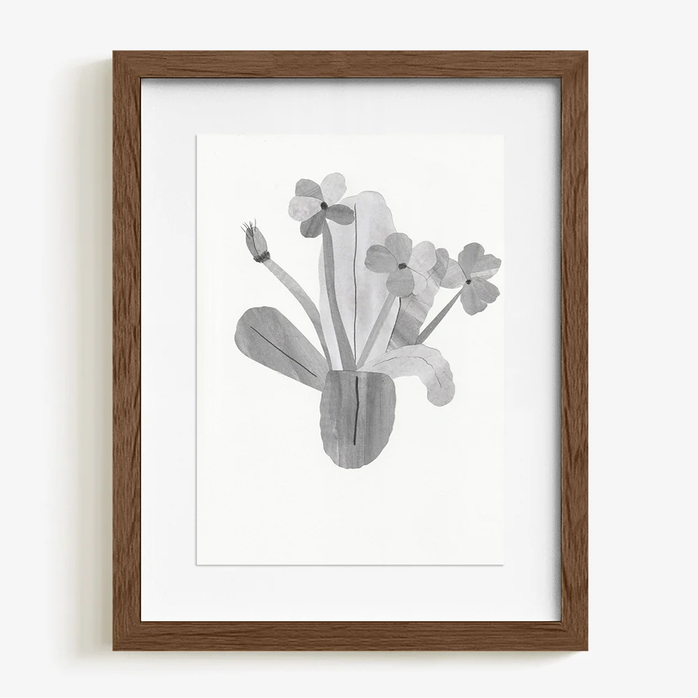 Primula - Image 6