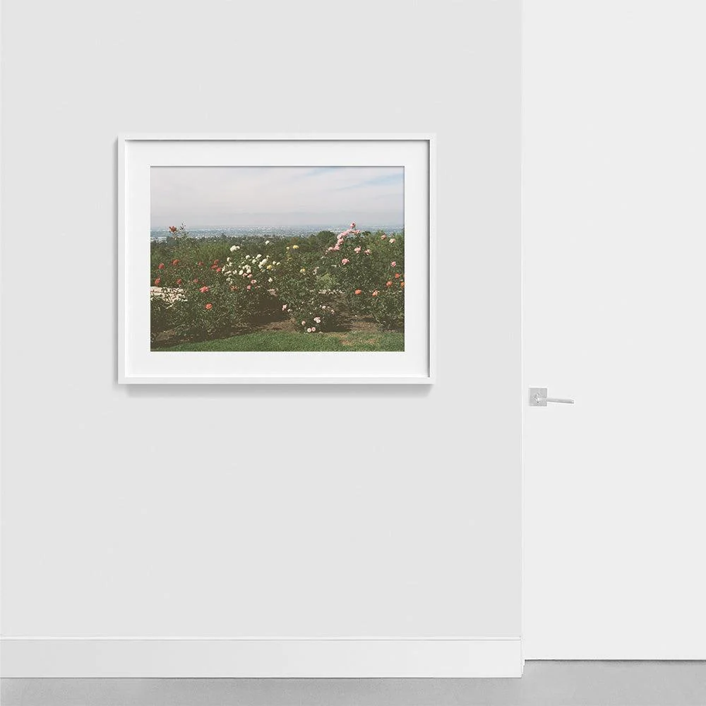 Rolling Hills Roses - Image 12