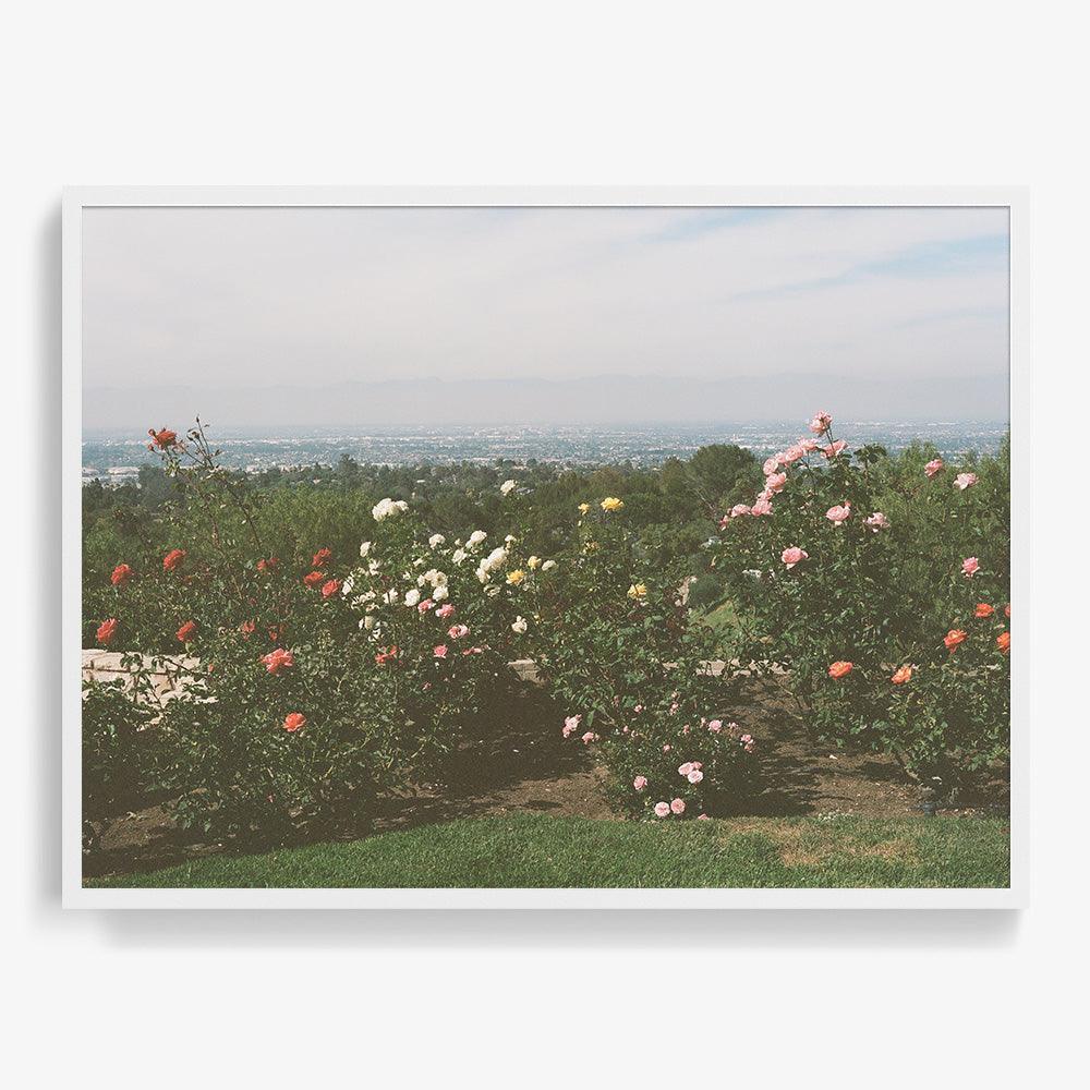 Rolling Hills Roses - Image 15