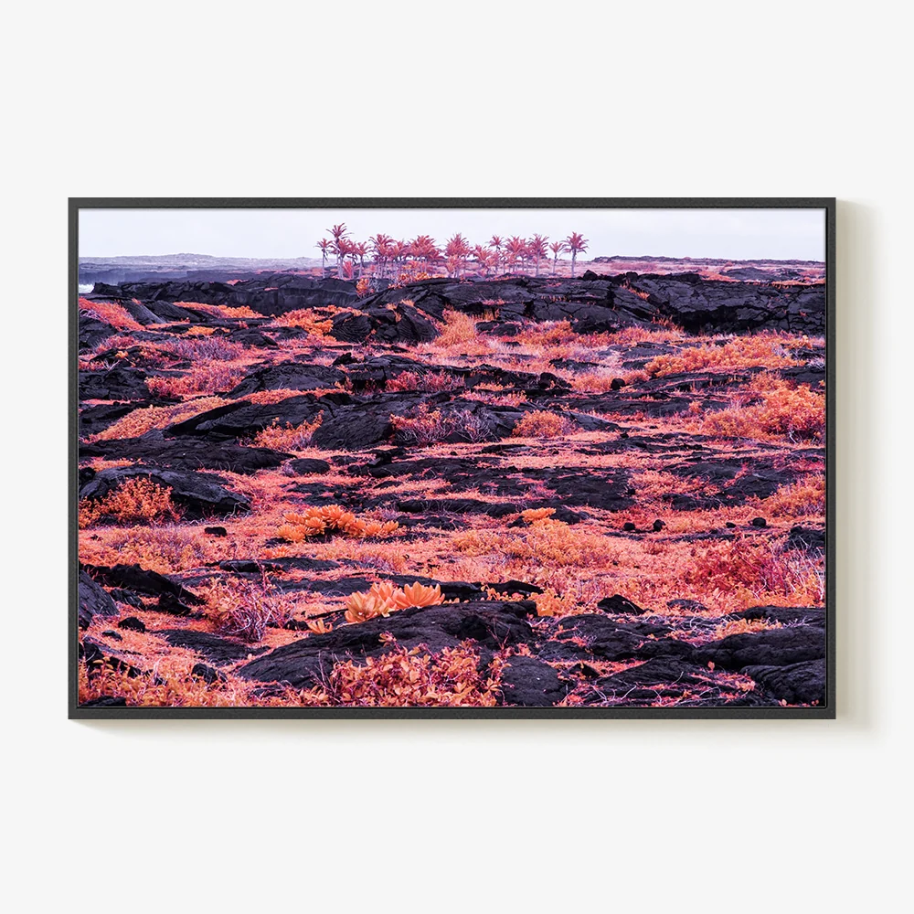 Rosa Mundi 10 - Image 6