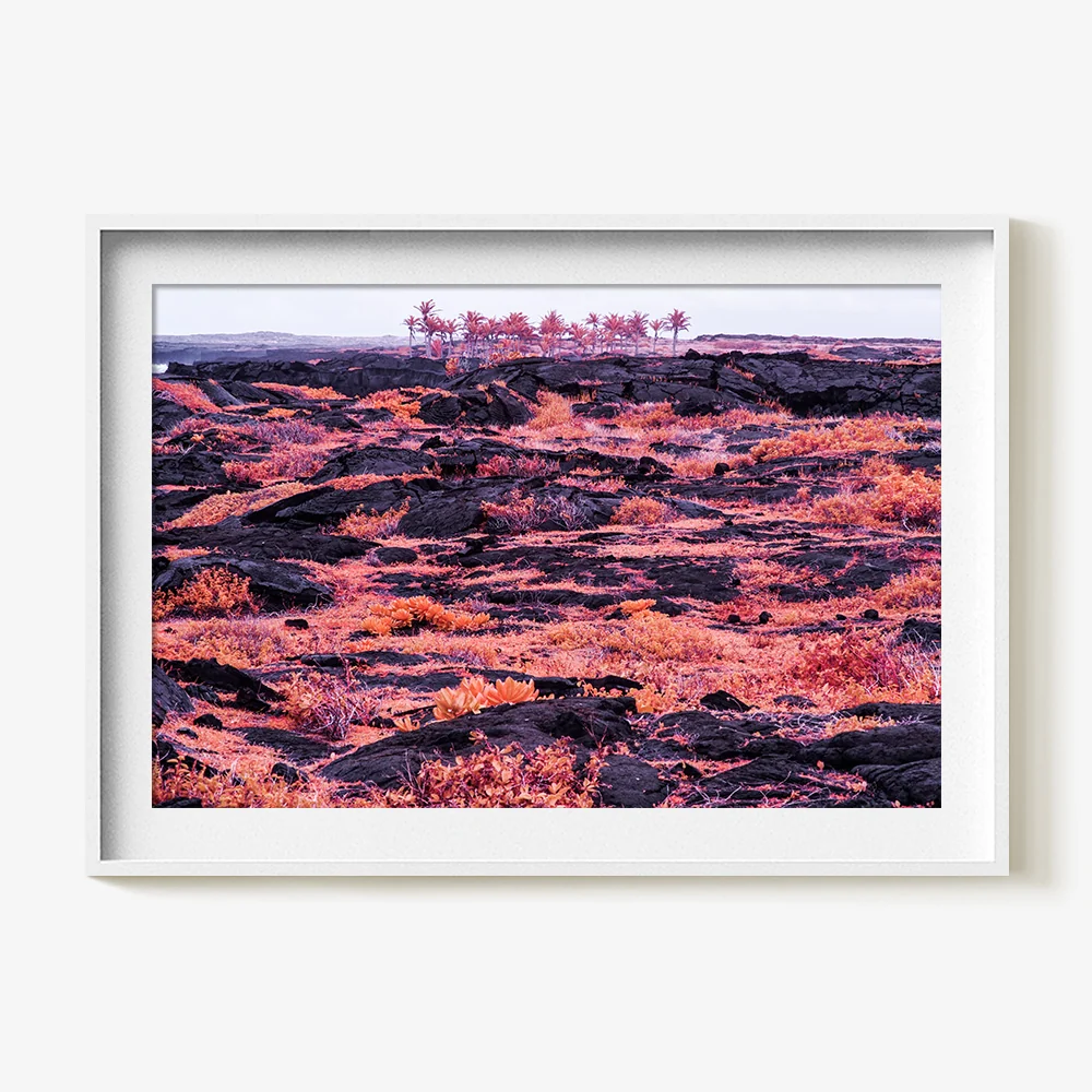 Rosa Mundi 10 - Image 8