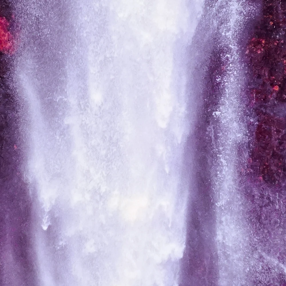 Rosa Mundi 2 - Image 3