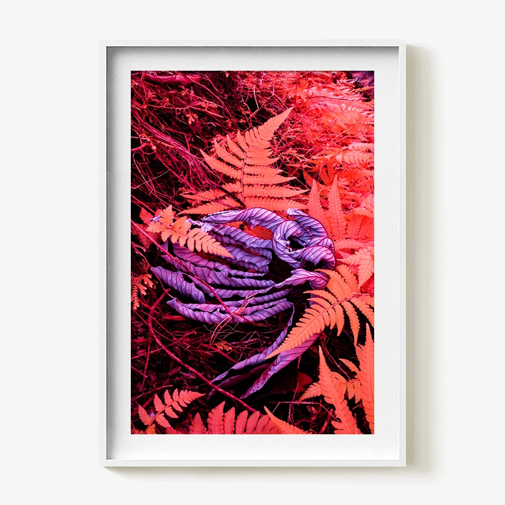 Rosa Mundi 4 - Image 10