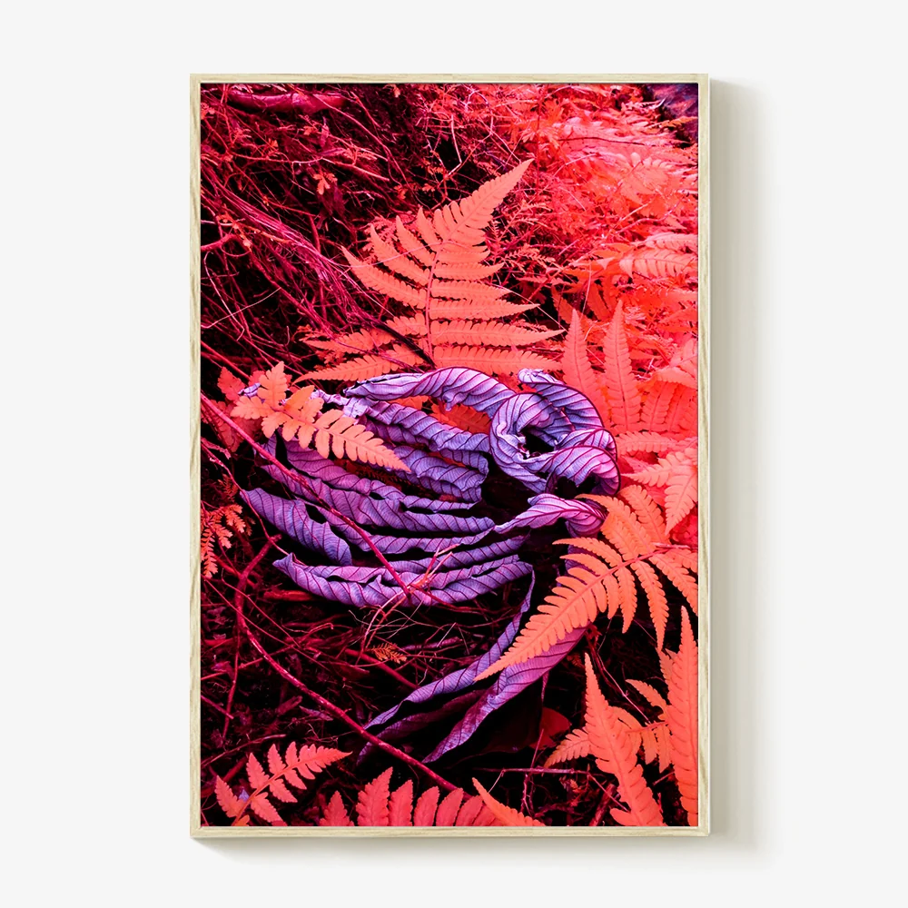 Rosa Mundi 4 - Image 4