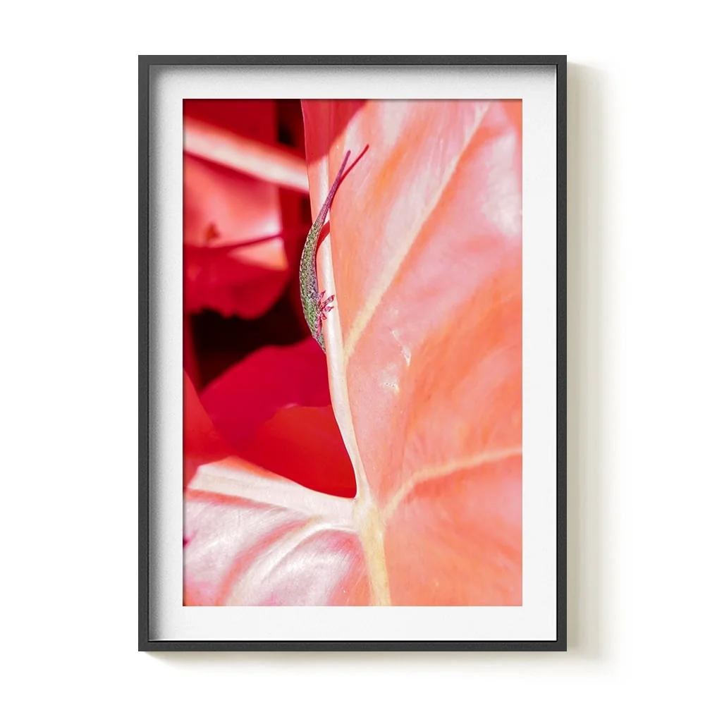Rosa Mundi 5 - Image 16