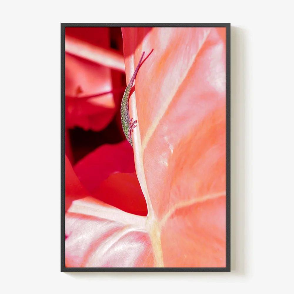 Rosa Mundi 5 - Image 17