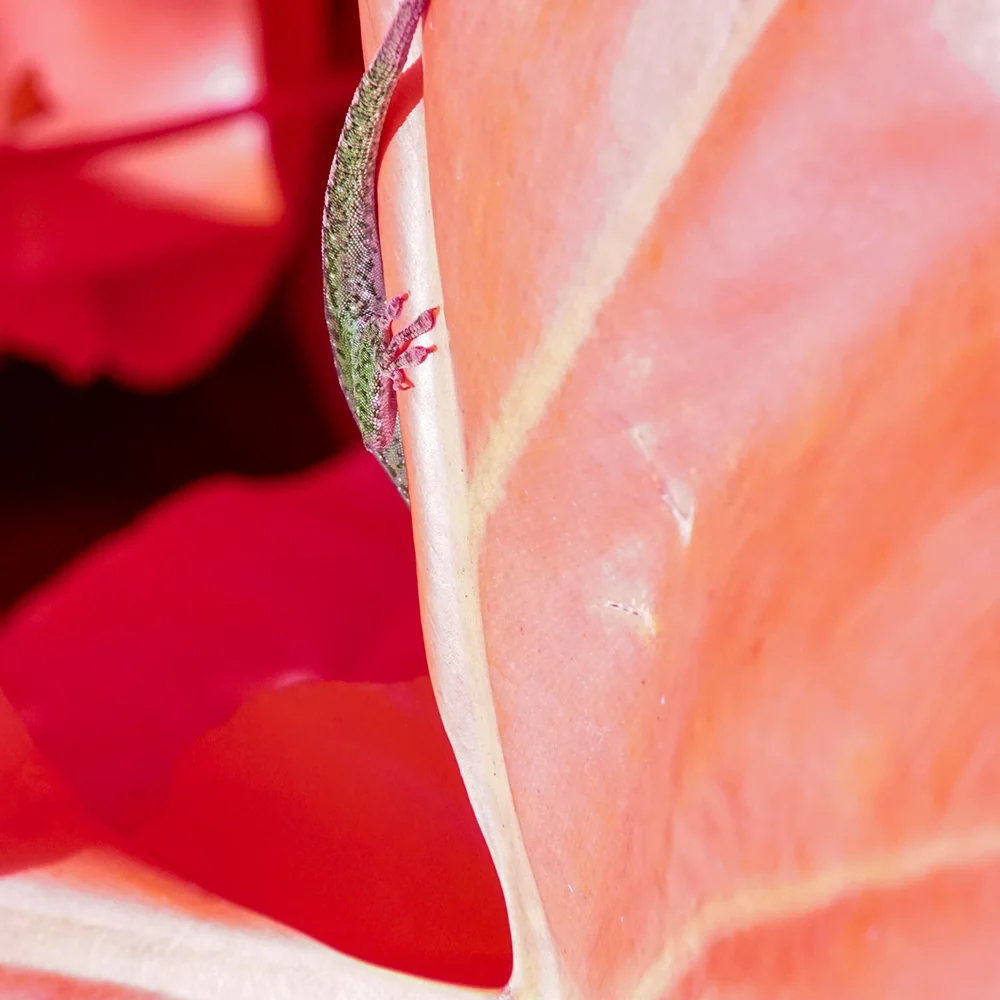 Rosa Mundi 5 - Image 32