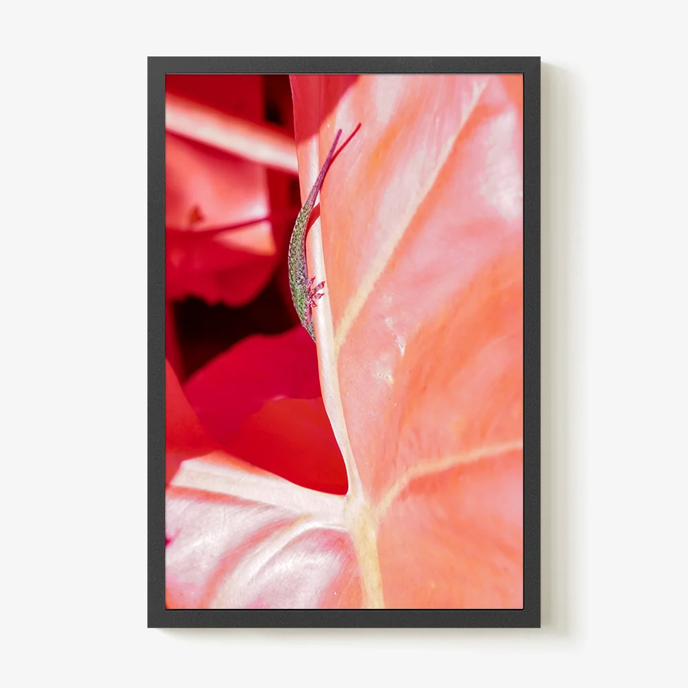Rosa Mundi 5 - Image 39