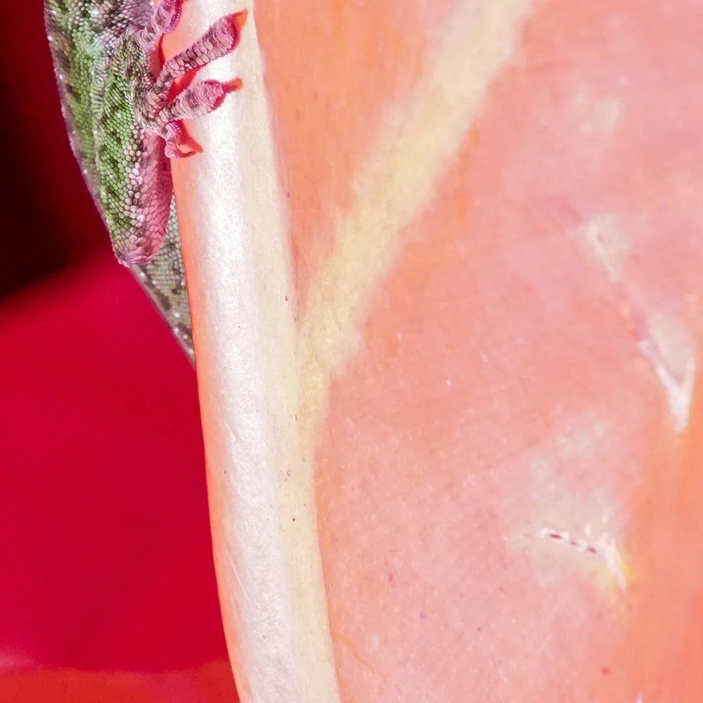 Rosa Mundi 5 - Image 8