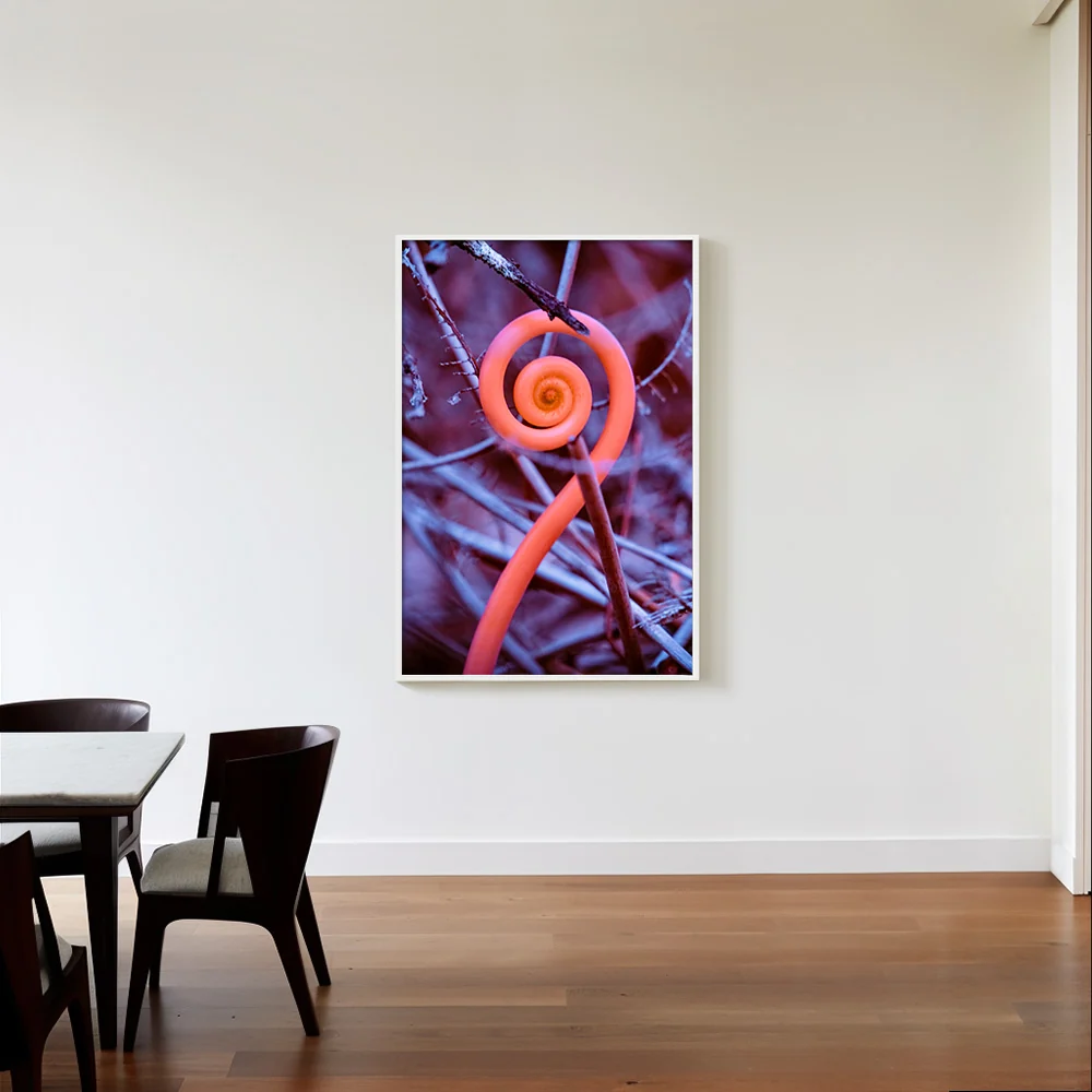 Rosa Mundi 9 - Image 2