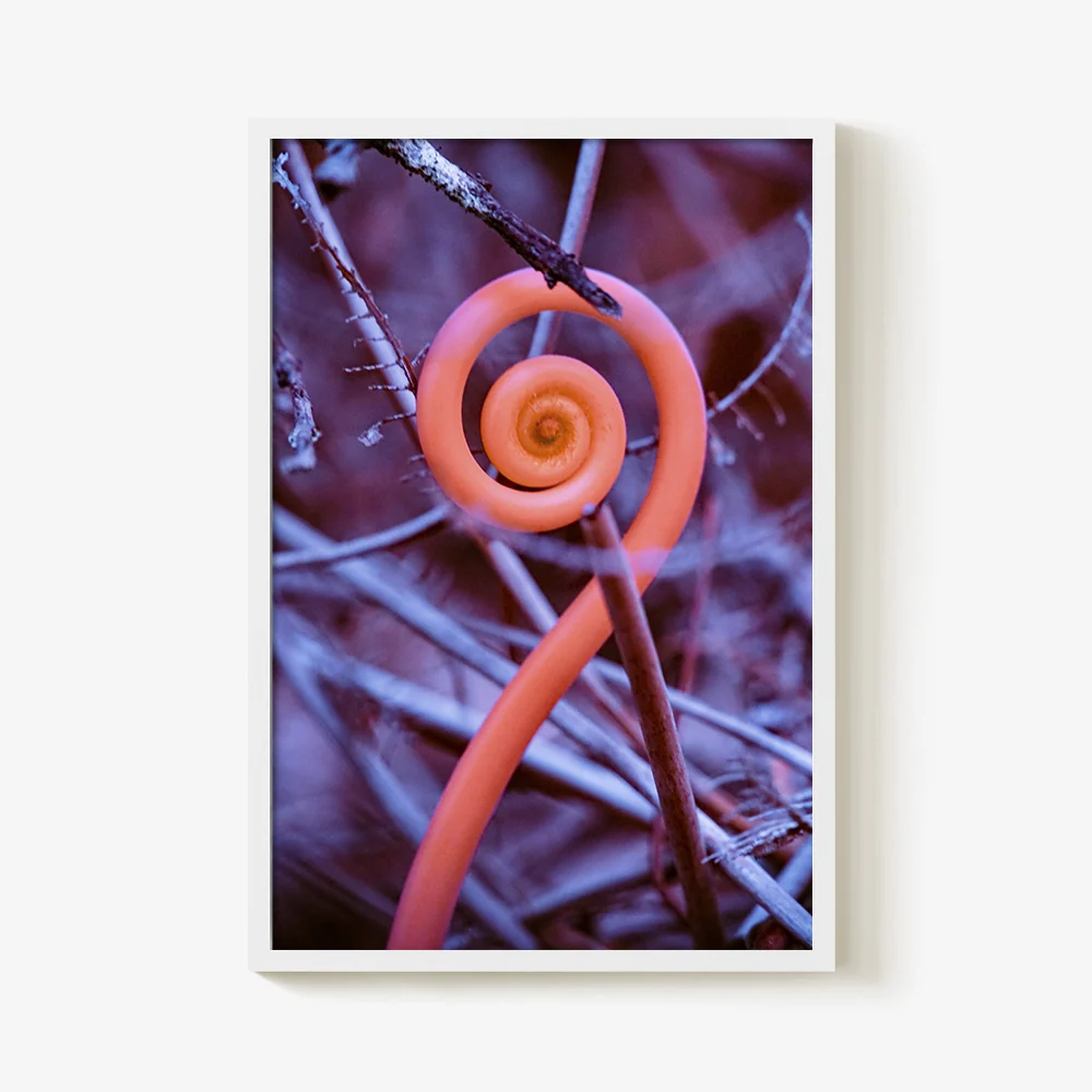 Rosa Mundi 9 - Image 20