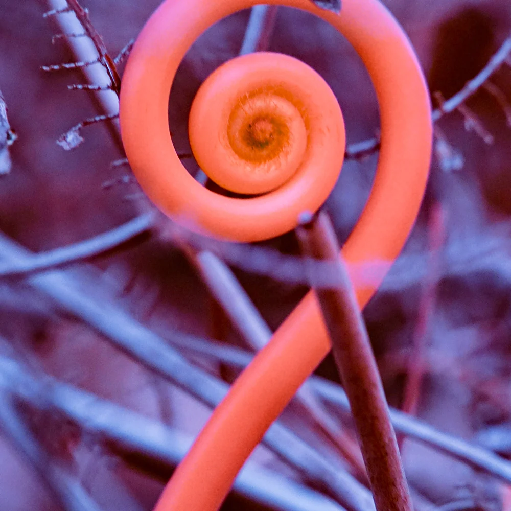 Rosa Mundi 9 - Image 30