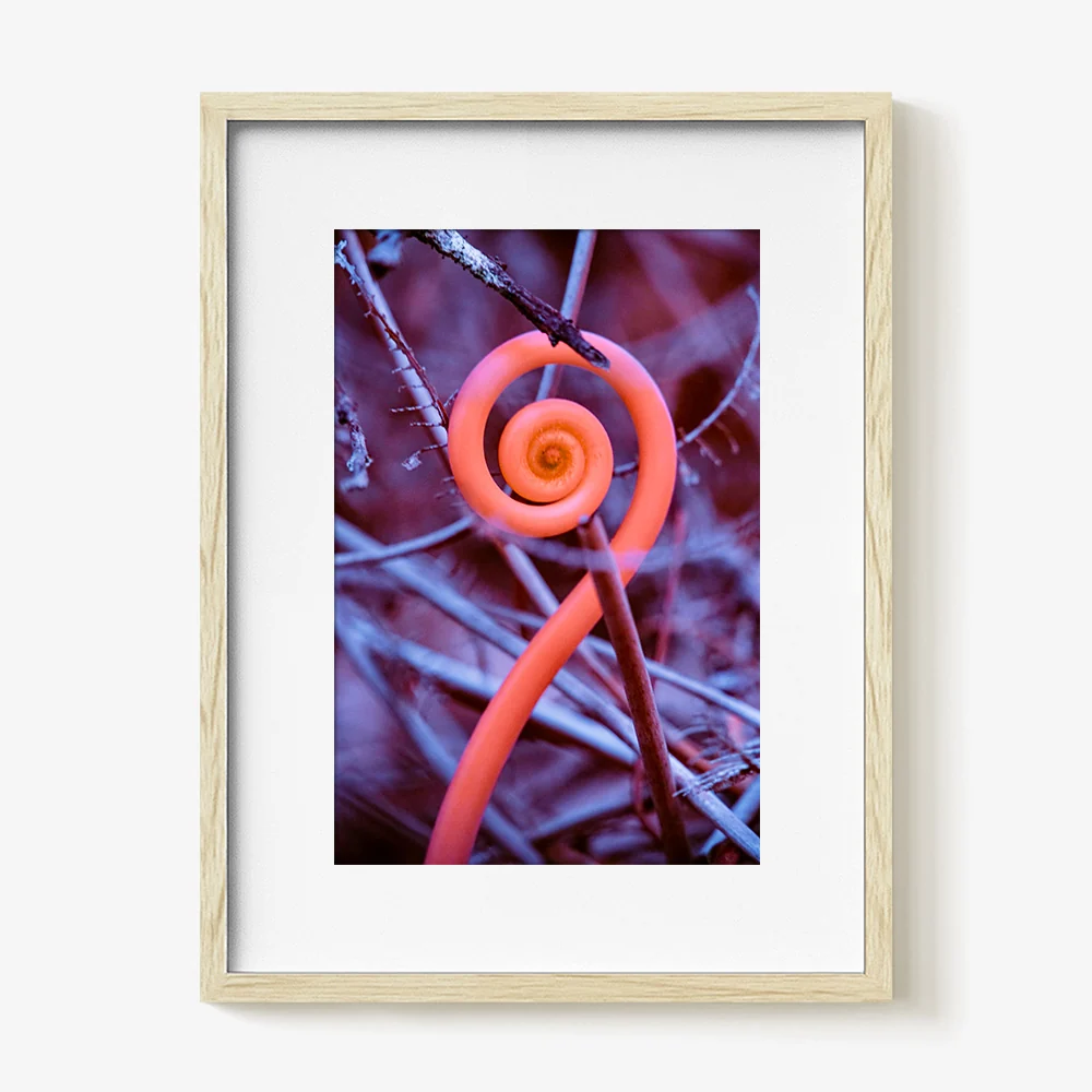 Rosa Mundi 9 - Image 32