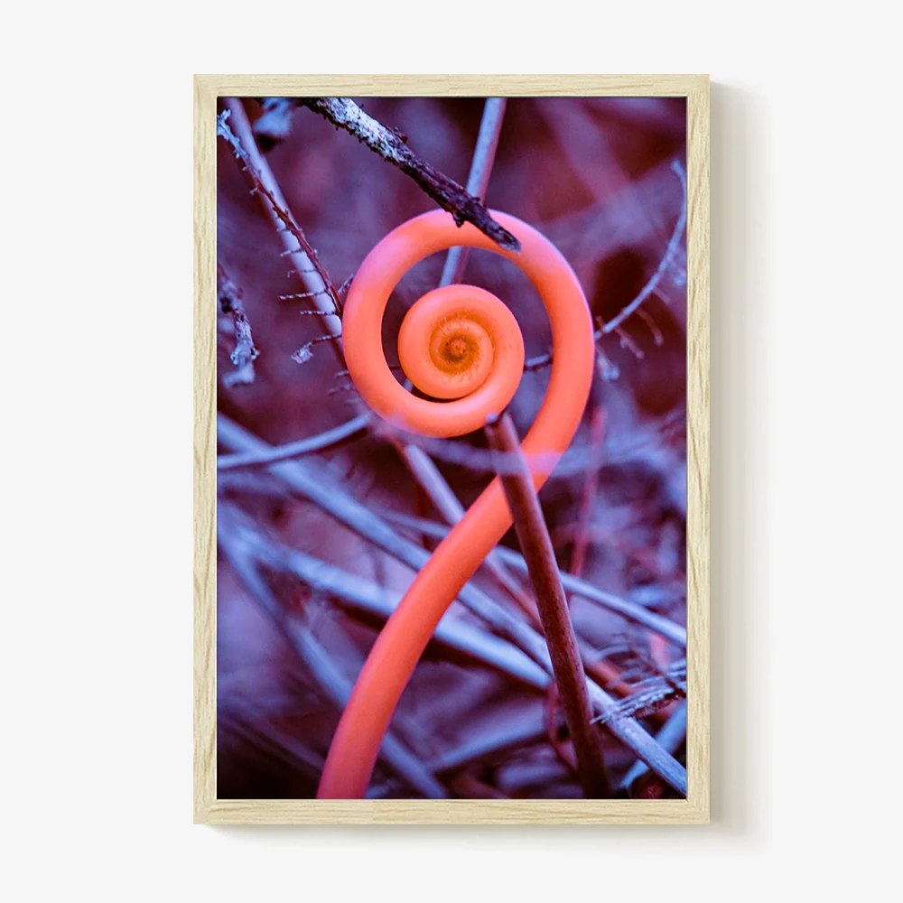 Rosa Mundi 9 - Image 33