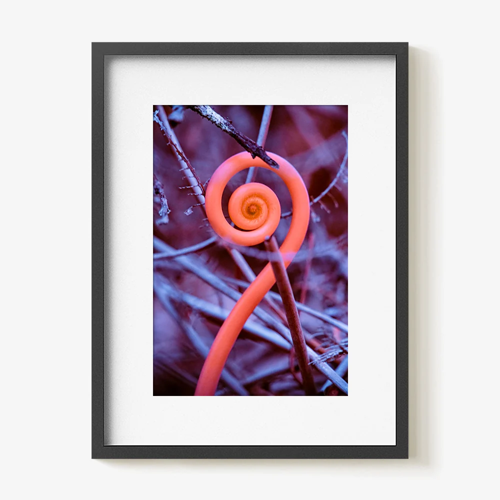 Rosa Mundi 9 - Image 36