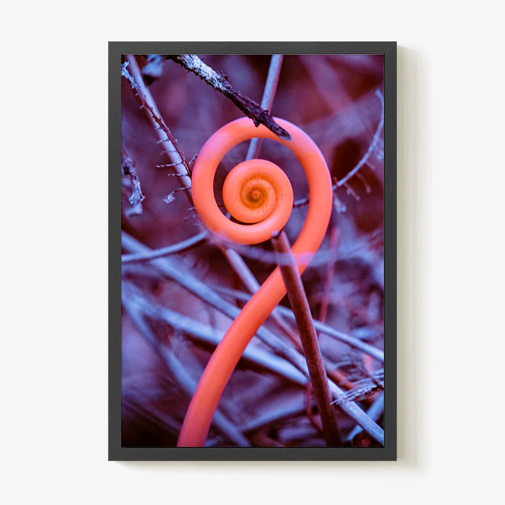 Rosa Mundi 9 - Image 37