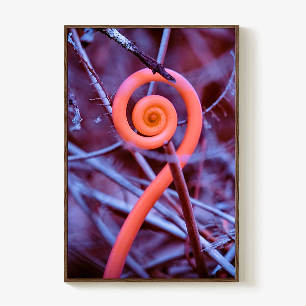 Rosa Mundi 9 - Image 5
