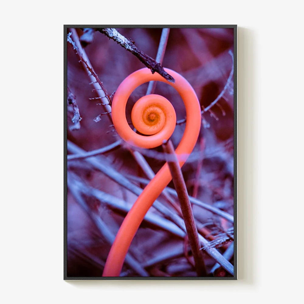 Rosa Mundi 9 - Image 6