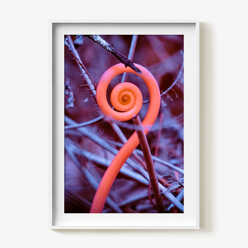 Rosa Mundi 9 - Image 8