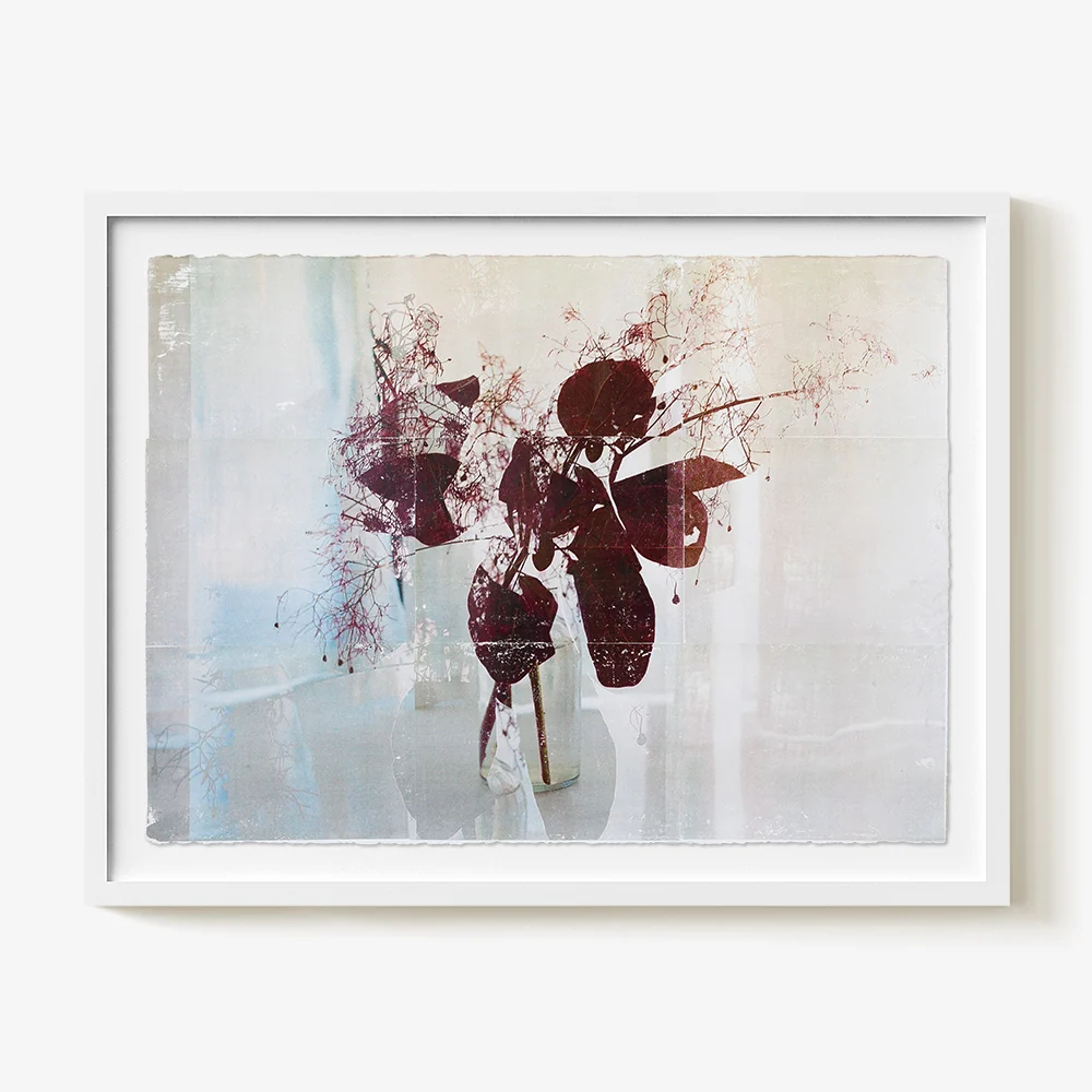 Smokebush_Study.02